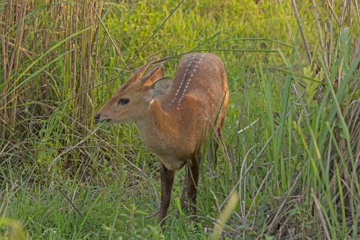 Young Hog Deer in the Grasses in Kaziranga National Park in India