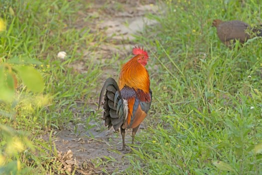 Red Junglefowl in the woods of Kaziranga National Park in India