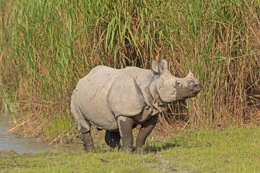 Indian Rhino on a River Bank in Kaziranga National Park in India