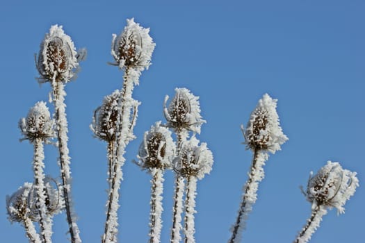 Seed stands of the wild card (Dipsacus fullonum) with hoarfrost in front of a blue sky