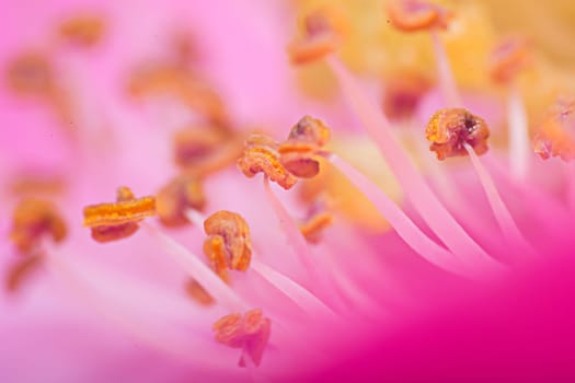 Extreme macro shot of pink flower with stamens visible