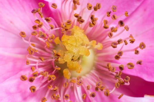 Macro shoot of pestle and stamens on  a pink flower
