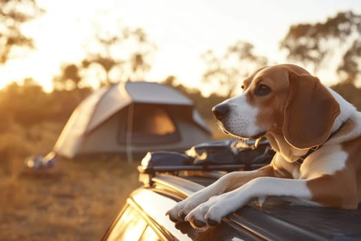 A serene beagle dog relaxes on a car rooftop at sunset, with a camping tent in the background, embodying the spirit of adventure and peaceful nature.