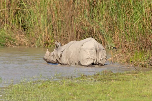 Indian Rhino Heading into the River in Karizanga National Park in India