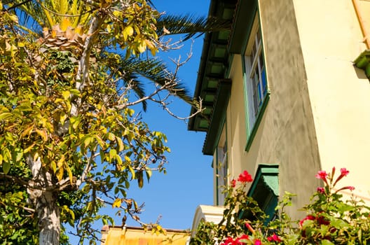 House and tree in Valparaiso, Chile are enhanced by red flowers