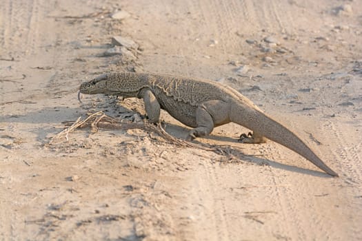 Bengal Monitor Crossing a Jungle Road in Karizanga National Park in India