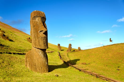 The Moai of the hills of Easter Island, Chile are joined in their solitude by a flying hawk
