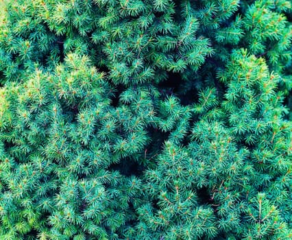 Green fir tree background. Close-up fir-trees. Christmas tree branches.