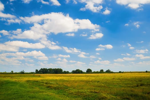 Summer rural landscape. Blue sky with cumulus clouds and a grass field. Trees on the horizon.