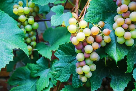 Bunches of fresh wine grapes. Ripe grape growing at wine fields. Bunches of wine grapes hang from a vine. Shallow depth of field. Selective focus.