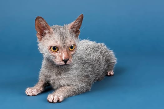 Pedigree Cat Werewolf (Lykoi) Kitten,age 6 months