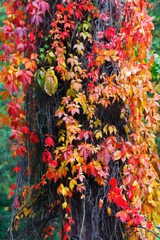 Red virginia creeper leaves. Bright autumn foliage. Climbing plant in autumn. Vertical shot.