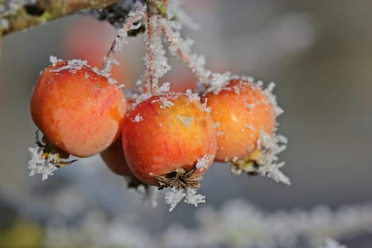 Ornamental apples with hoarfrost