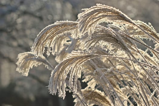 Grasses with hoarfrost in backlight