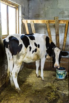 The cow in steel