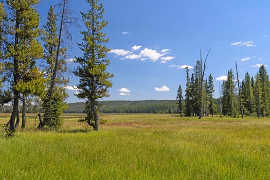 Meadow and Pines in the Wilderness in Yellowstone National Park in Wyoming