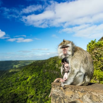 Monkeys at the Gorges viewpoint. Black River Gorges national park. Mauritius.