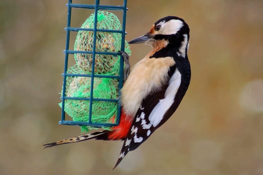 Spotted woodpecker on a dumpling cage