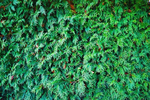 Thuja texture. Green thuja tree branches and leaves as natural background.