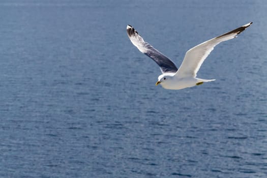 A flying seagull.