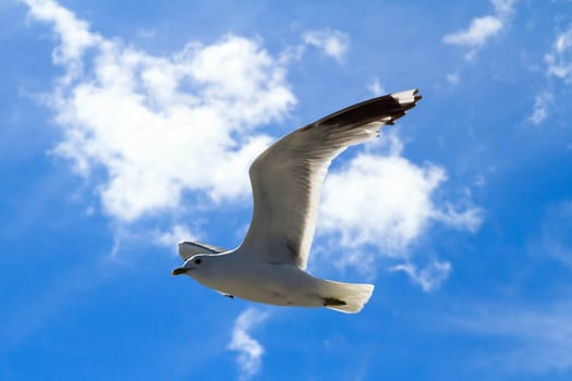 A flying seagull in the sky.