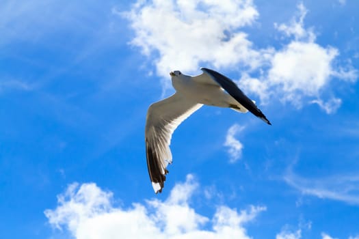 A flying seagull in the sky.