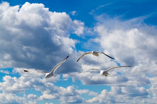 A flying seagull in the sky.