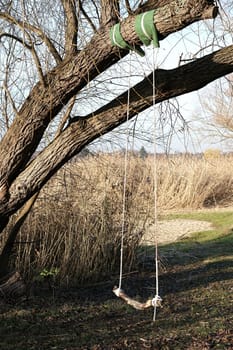 Swing on a tree in nature