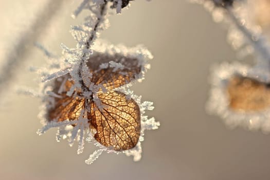 Seed level of a velvet hydrangea (Hydrangea sargentiana) with hoarfrost
