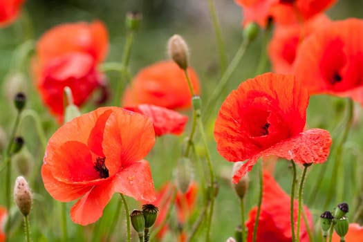 poppies