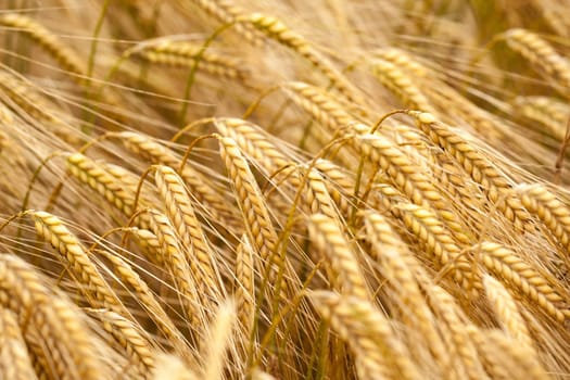 barley