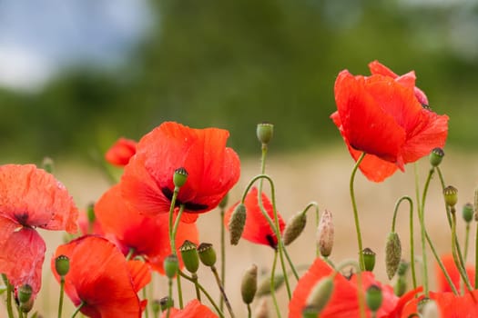 poppies
