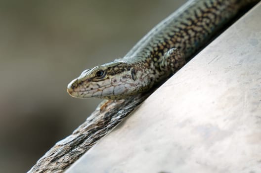 Lizard on the stone, close up