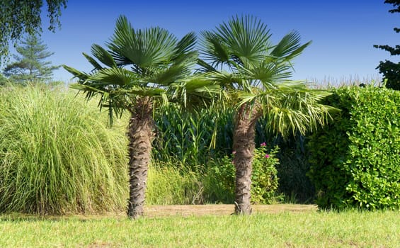 Two palm trees in the countryside with blue sky
