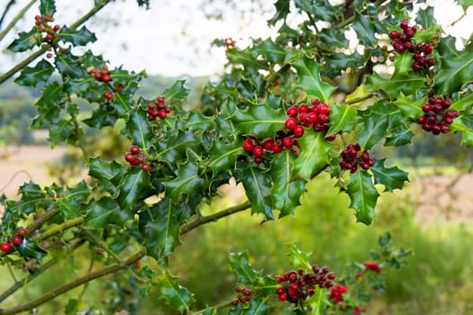 Branches of holly in the countryside