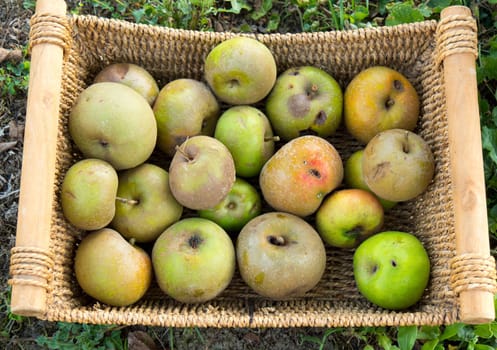 Small basket of  green apples in the garden