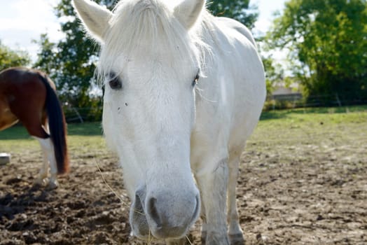 Portrait of a white horse
