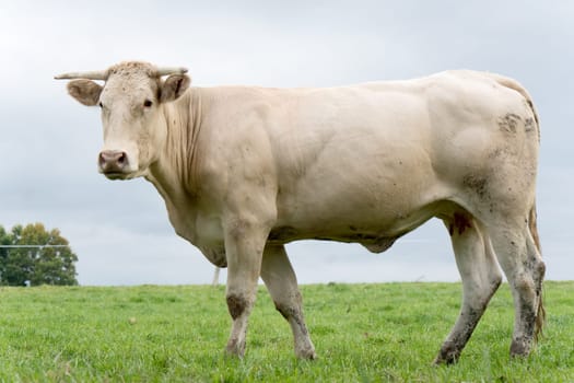 a white cow in a meadow