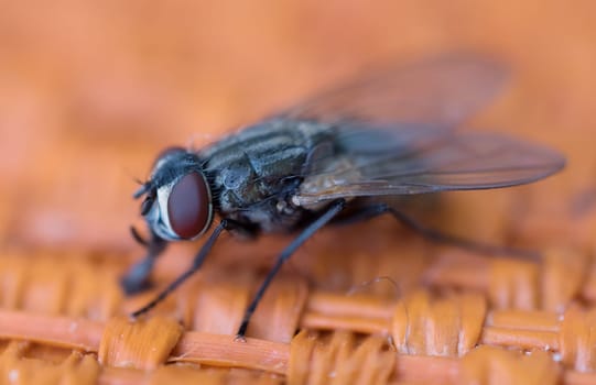 close up of a insect fly