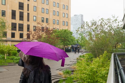 Unknown woman sheltering for the rain under a purple umbrella in the High Line Park in New York City