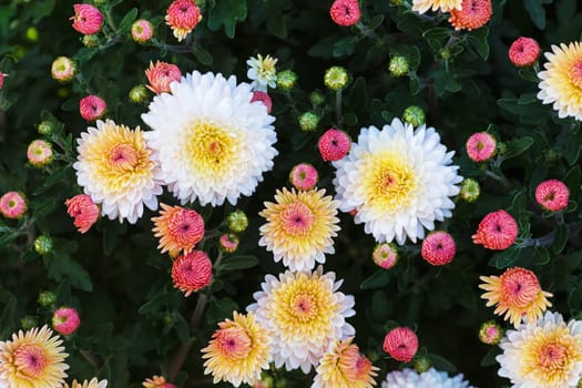 White chrysanthemum flowers ower green foliage background. Beautiful flowers.