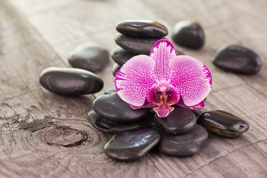 Phalaenopsis orchid and black stones on wooden background