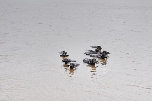 Water buffalo cooling in the muddy lake in India