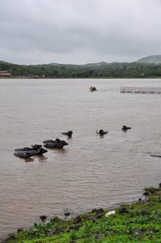 Water buffalo cooling in the muddy lake in India