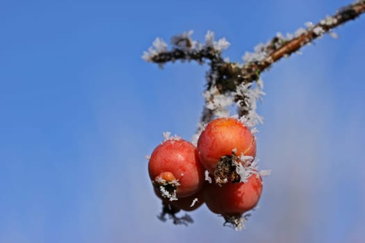 Ornamental apples with hoarfrost