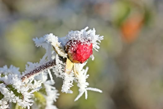 Red rose bud with hoarfrost