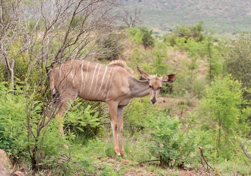 Female greater Kudu in the Pilanesberg Game Reserve, South Africa