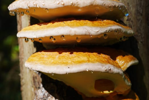Tree fungus with tautropes