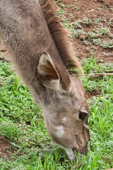 Female Kudu when eating in the Pilanesberg Game Reserve, South Africa.