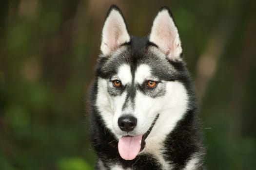 Husky eyes